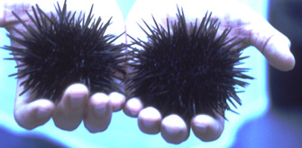 adult sea urchins